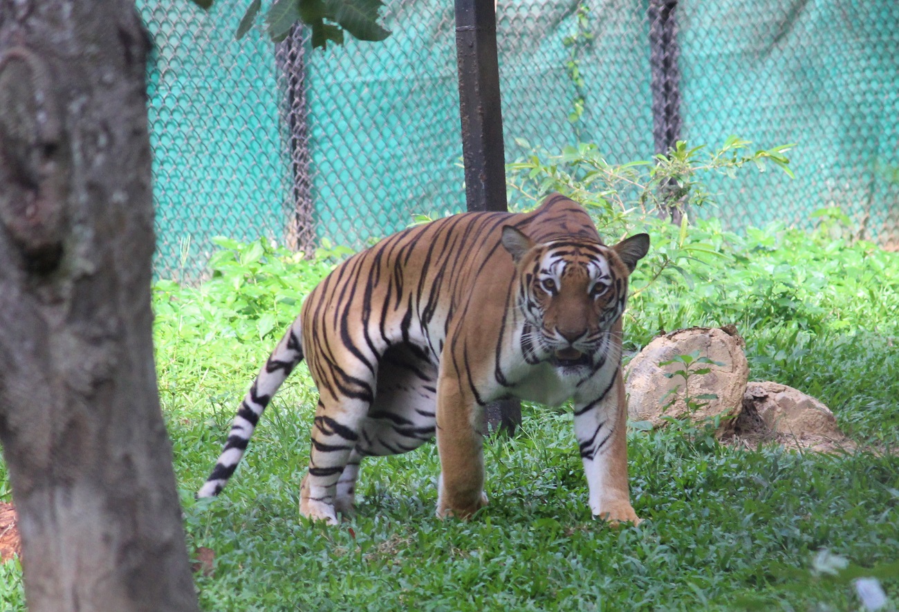 Bannerghatta National park Jungle Safari Tiger Pic - HeSheAndBaby.com