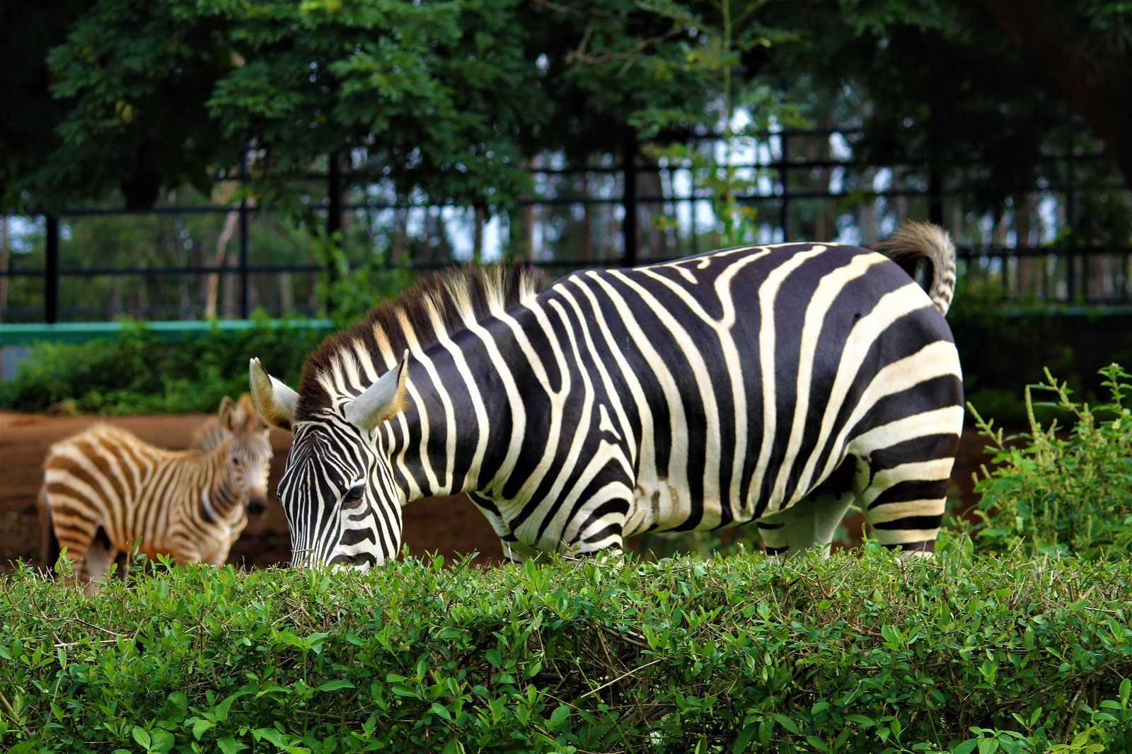 Bannerghatta National park Jungle Safari Zebra Pic - HeSheAndBaby.com